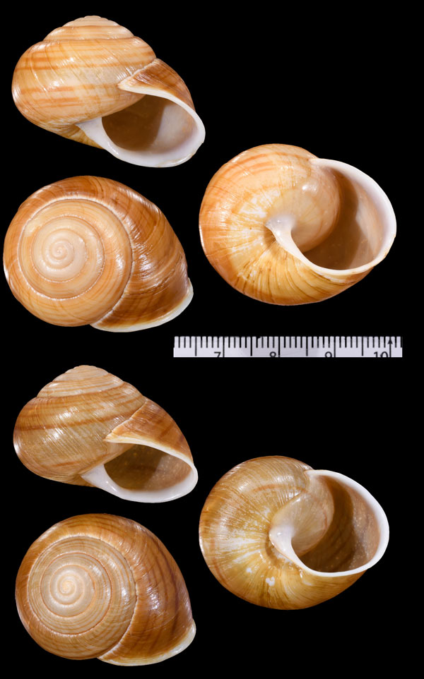 ベルンハードマガリマイマイ Varohadra bernhardi small