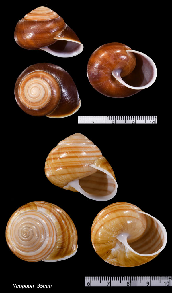 レッソンマガリマイマイ Figuladra lessoni small