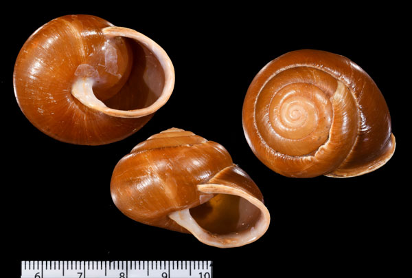 ウォーズフォールドダークマイマイ (仮称) Steorra worsfoldi small