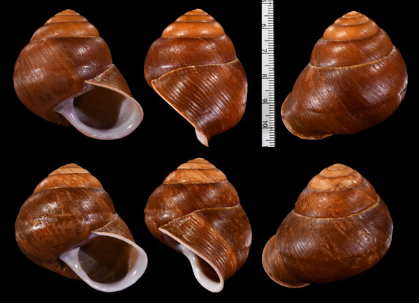 ミグルシマイマイ Sphaerospira informis small