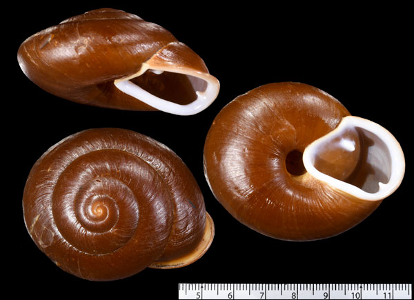 カドバリココアマイマイ Isomeria oreas small