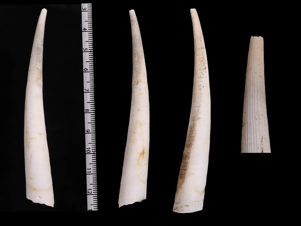 シンカイフトツノガイの仲間 Fissidentalium profundorum small