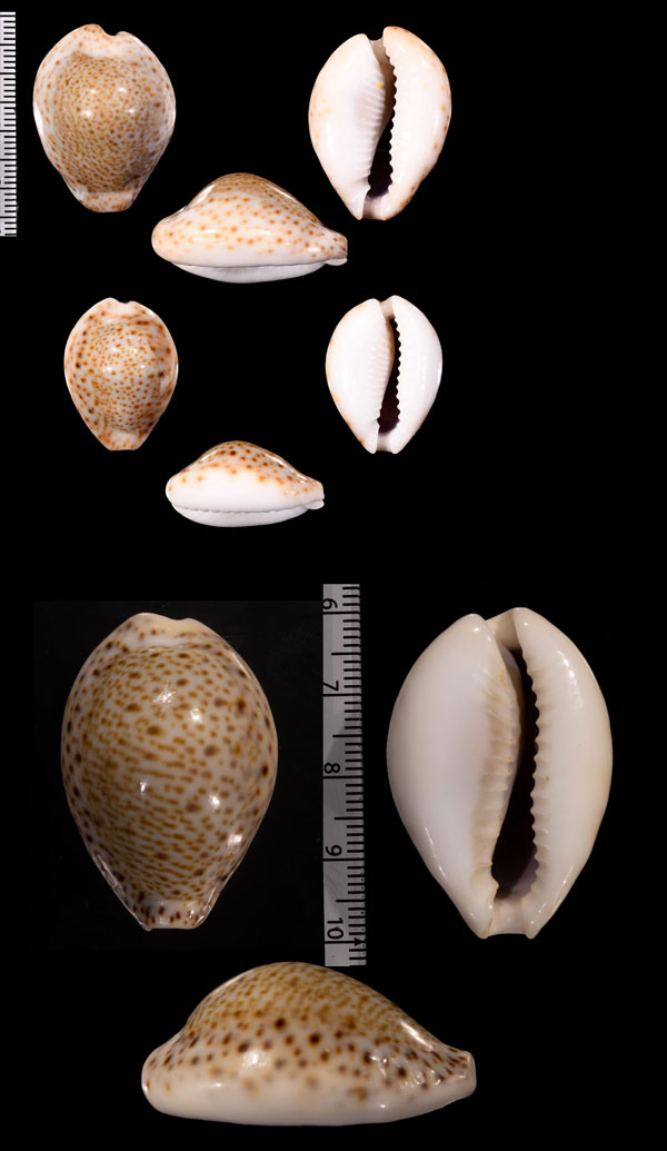 オオシモフリダカラ Naria turdus winckworthi small