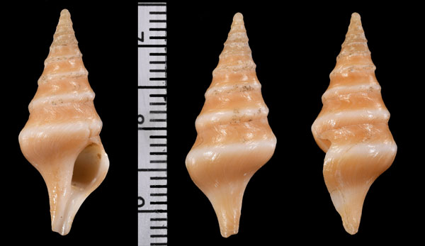 マキヤマイグチ Makiyamaia mammillata small