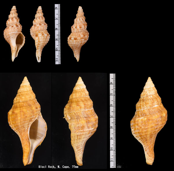 ナンアイトマキボラ Africofusus ocelliferus small