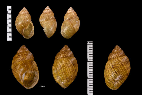 コトパクシモブクレマイマイ (仮称) Scutalus cotopaxiensis small