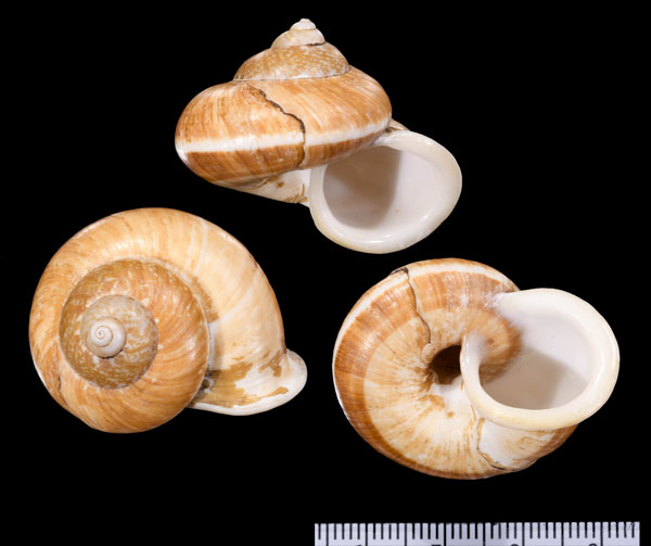 ハングロヤマタニシ Cyclophorus aquilus small
