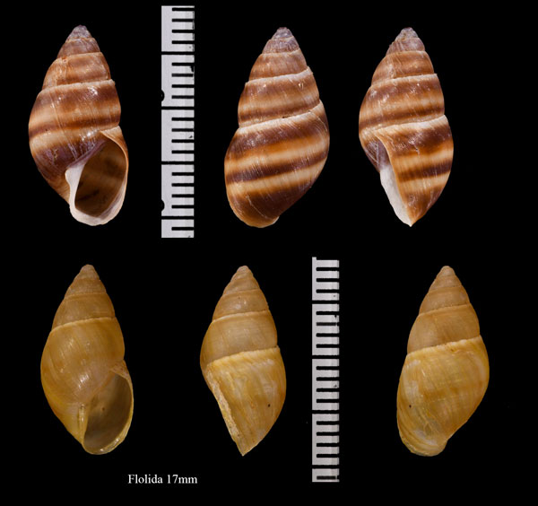 ガダルーペトウガタマイマイ Bulimulus guadalupensis small