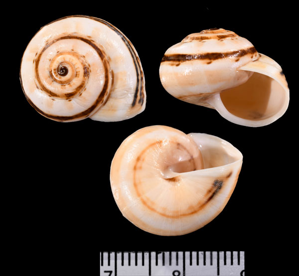 セティフマジョルカコマイマイ Theba pisana sertum small