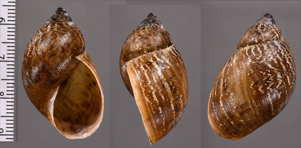 タテジマナツメマイマイ (仮称) Plekocheilus argenteus small