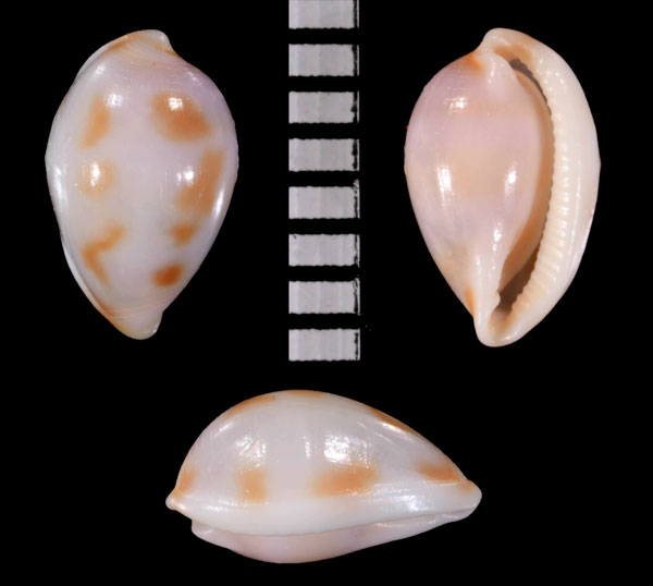 ムラクモコダマウサギ　叢雲小玉兎 Prionovolva bulla small