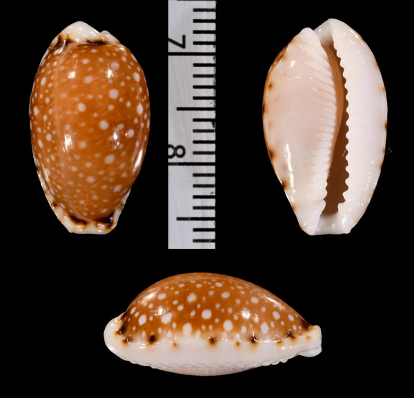 ナシジダカラ深海のform Naria labrolineata melanica small