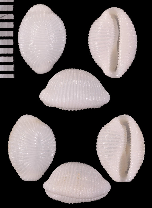 ターナーシラタマ (仮称) Trivirostra turneri small
