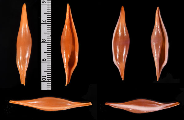 ホソベニキヌヅツミ 細紅絹包 Phenacovolva nectarea small
