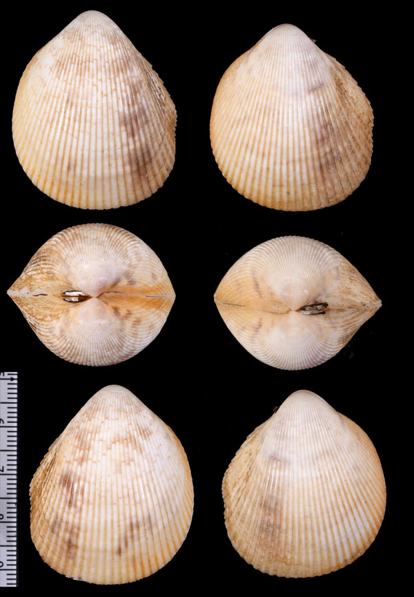 チュウザルガイ Vasticardium simplex small
