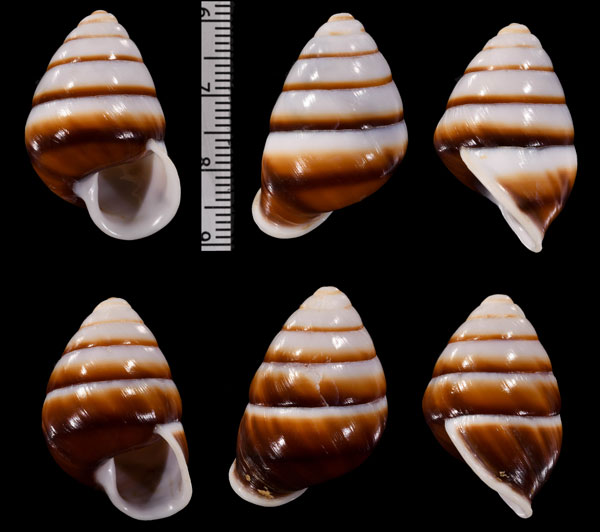 カタタケノコマイマイ Canistrum stabile small