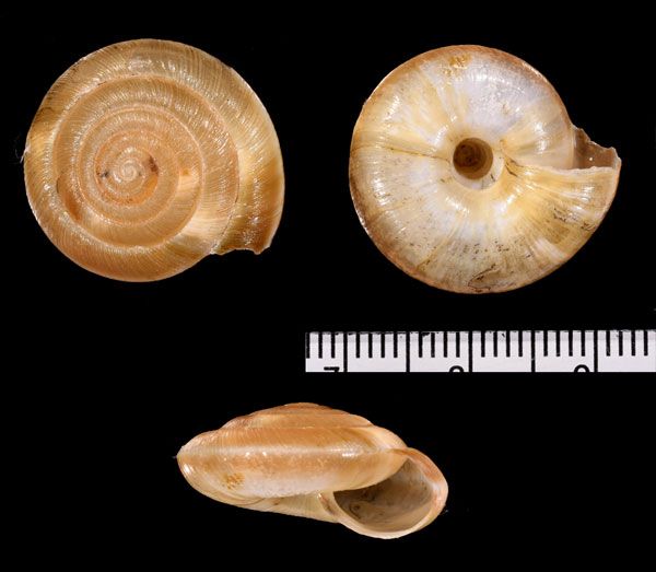 クロアチアコハクガイ (仮称) Aegopis croaticus small