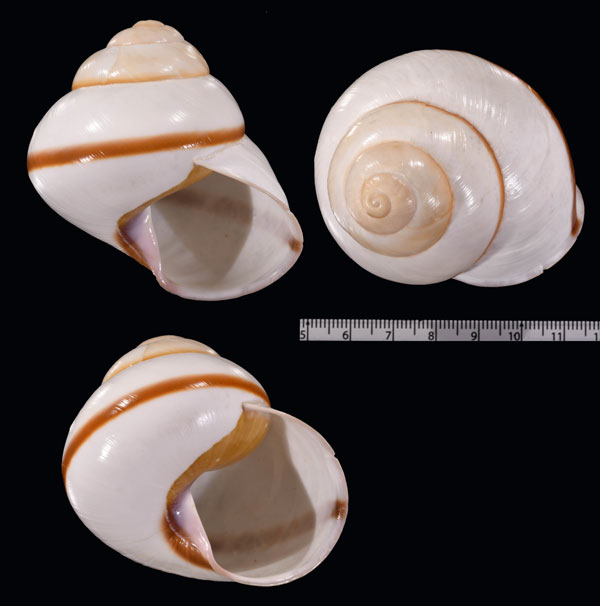 ワスプゴシキマイマイ Helicostyla bembicodes small