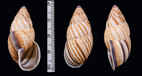 モクメトウガタマイマイ (仮称) Neopetraeus arboriferus small