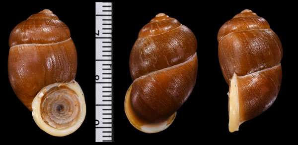 ジュタイゾウアズキ Pollicaria gravida small