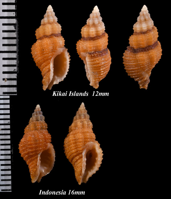 セロティナレイシダマシ (仮称) Orania serotina small
