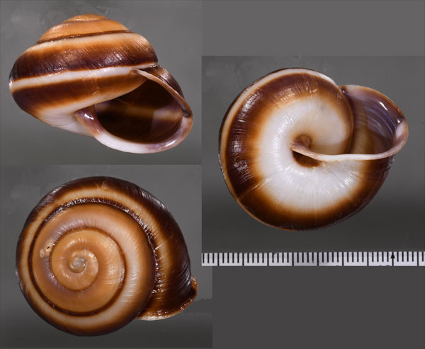 ベトナムハイナンマイマイ (仮称) Camaena gabriellae subhainensis small