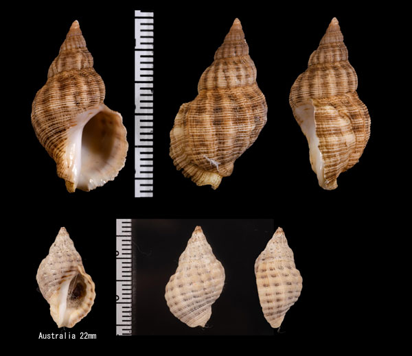 ミナミレイシダマシ Agnewia tritoniformis small