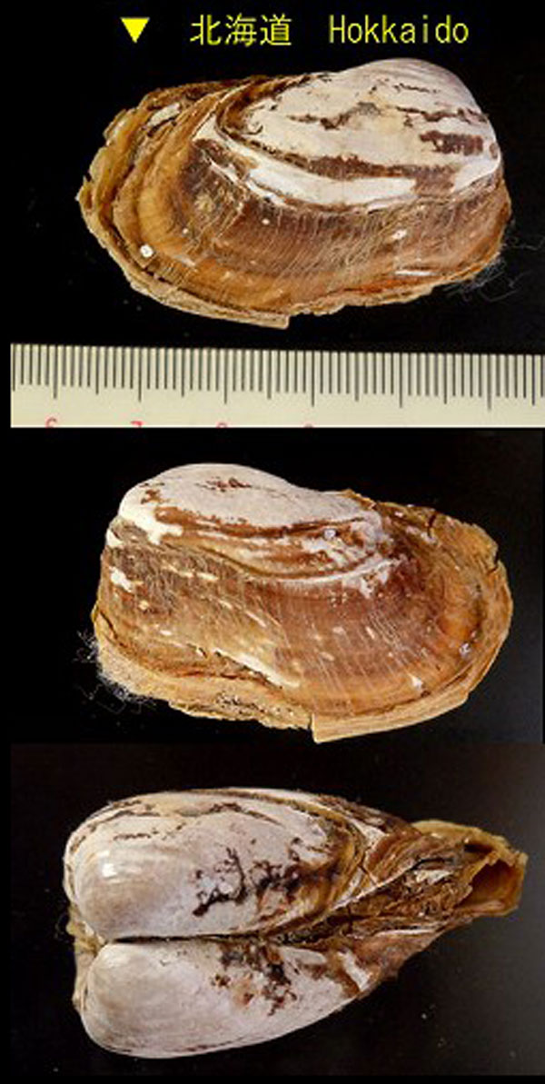 フトオビクイ Agriodesma naviculoides small