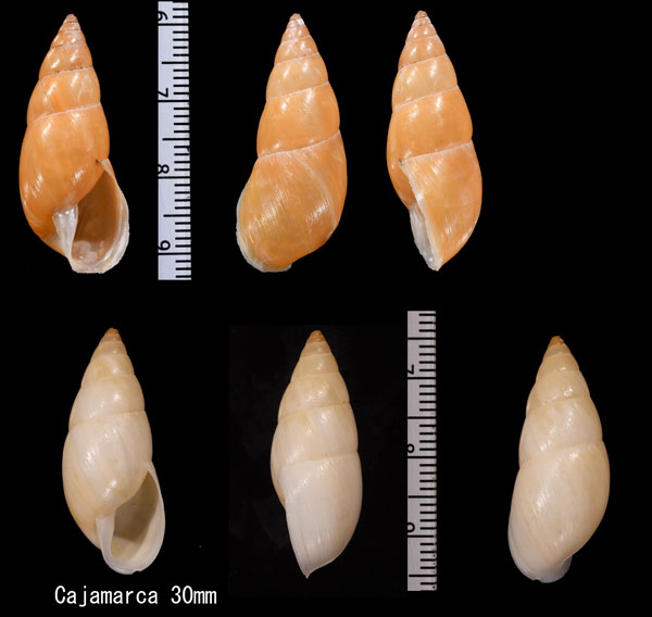 ニクイロシボリマイマイ (仮称) Drymaeus vexillum morbidus small