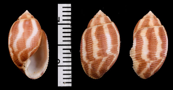 シマリスキジビキガイ 縞栗鼠木地挽貝 Punctacteon kajiyamai small