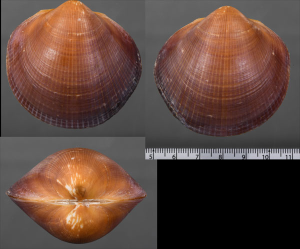 アフリカタマキガイ (仮称) Glycymeris livida small