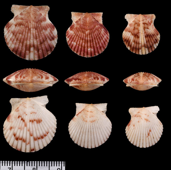 タイセイヨウヒヨクの近似種 Aequipecten commutatus peripheralis small