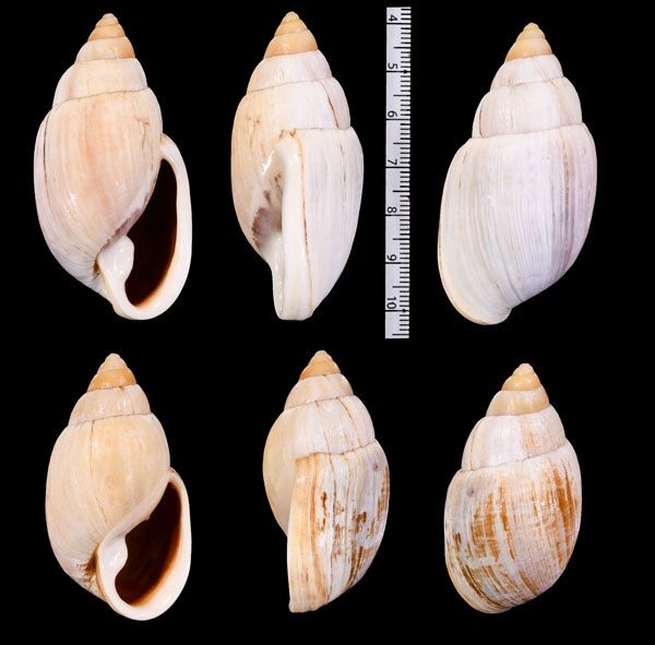 クチムラサキアカネマイマイ (仮称) Placostylus porphyrostomus small
