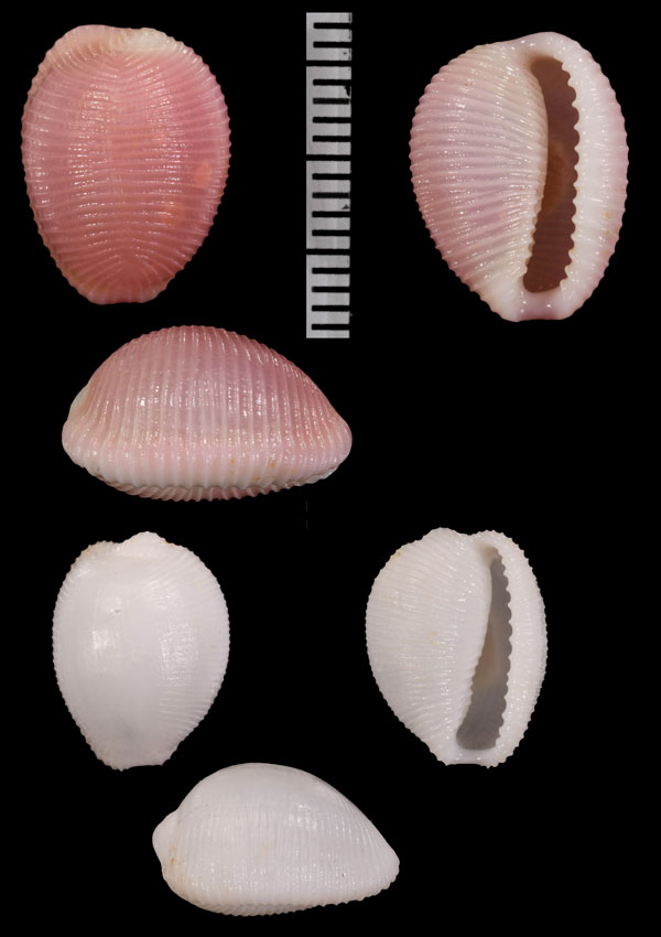 ハルサメシラタマ (仮称) Triviella costata small