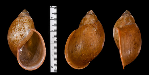 エピスコパリスナツメマイマイ (仮称) Plekocheilus episcopalis episcopalis small