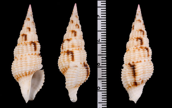 ホソジマスミツキシャジク Inquisitor taivaricosa small