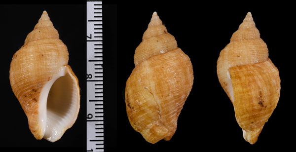 ホソスジウネマキボラ Burnupena papyracea papyracea small