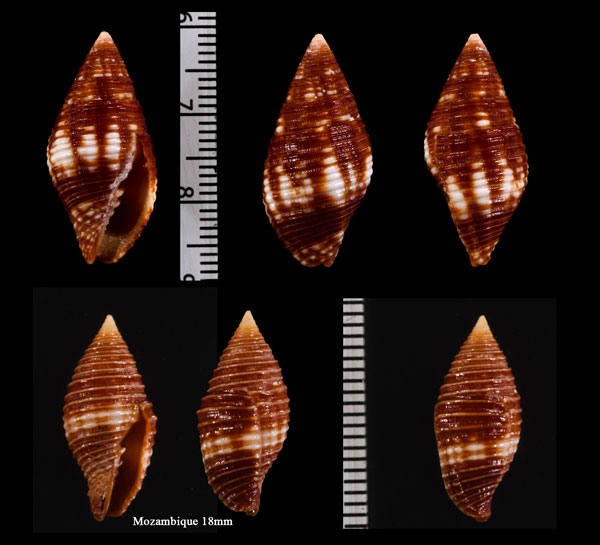 カノコフデ 鹿之子筆 Pseudonebularia cucumerina small