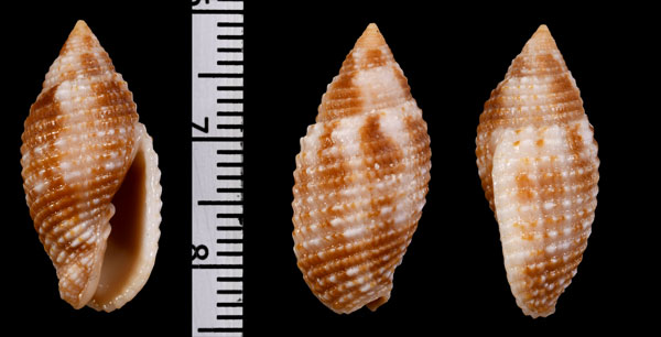 マルアラフデ 丸粗筆 Pterygia scabricula small