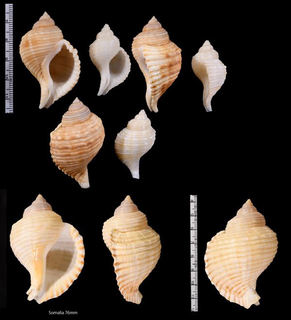 シゲトウボラ 重藤法螺 Linatella caudata small