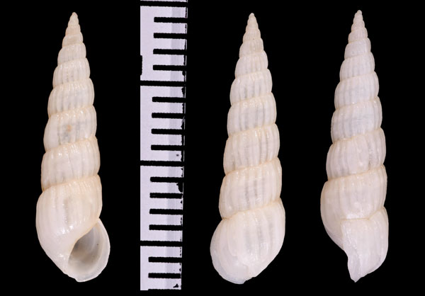 クラウスイトカケギリ cf. Turbonilla kraussi small