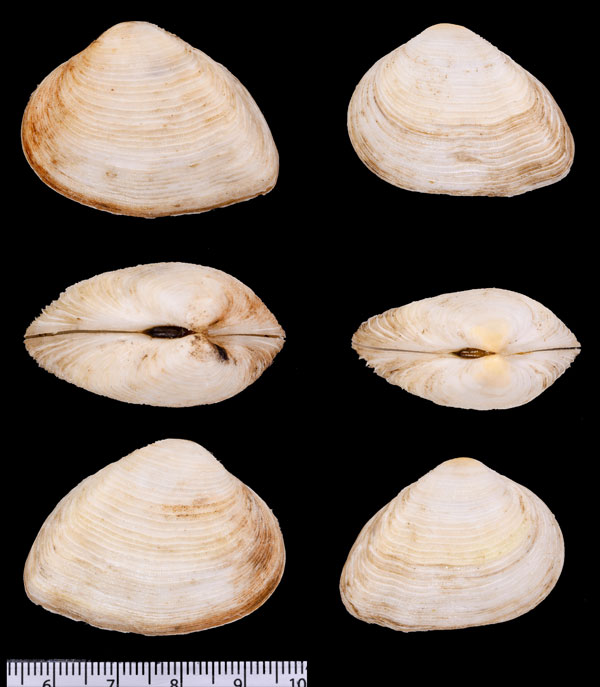アフリカユウシオガイモドキ Gastrana matadoa small