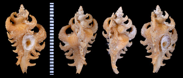 トランスカイベンテンガイ (仮称) Pteropurpura transkeianus small