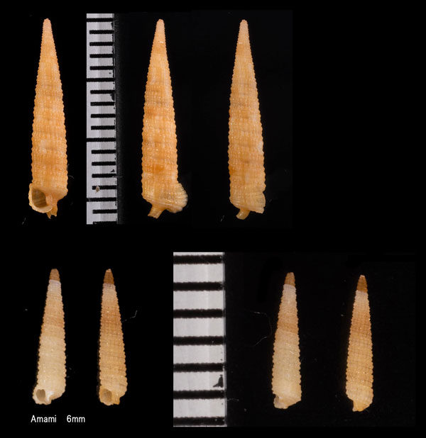 アミメキリオレ cf. Subulophora verrucosa small