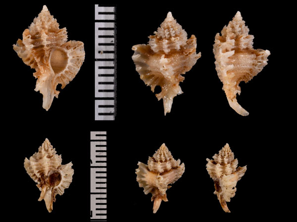 ハバタキヨウラク Favartia cirrosa small