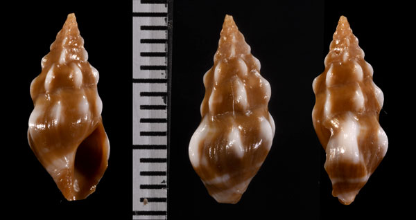 ウミクダマキの仲間 未詳 Clavus sp. small