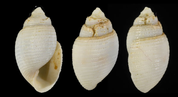 ツクシタケ Cinguloterebra jeffreysii small