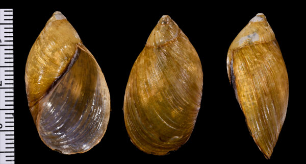 オオシマナツメマイマイ Plekocheilus succinoides small