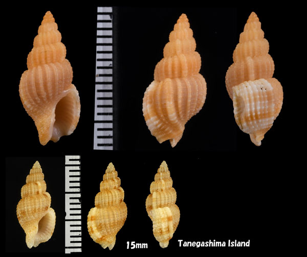 ボルネオトクサバイ (仮称) Antillophos borneensis small
