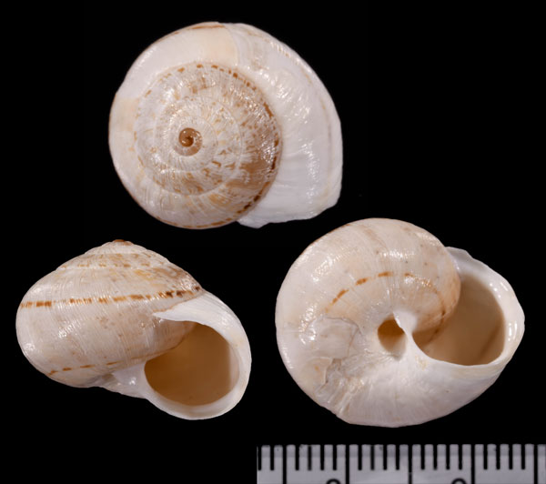 アドルフコマイマイ (仮称) Helicella adolphi small